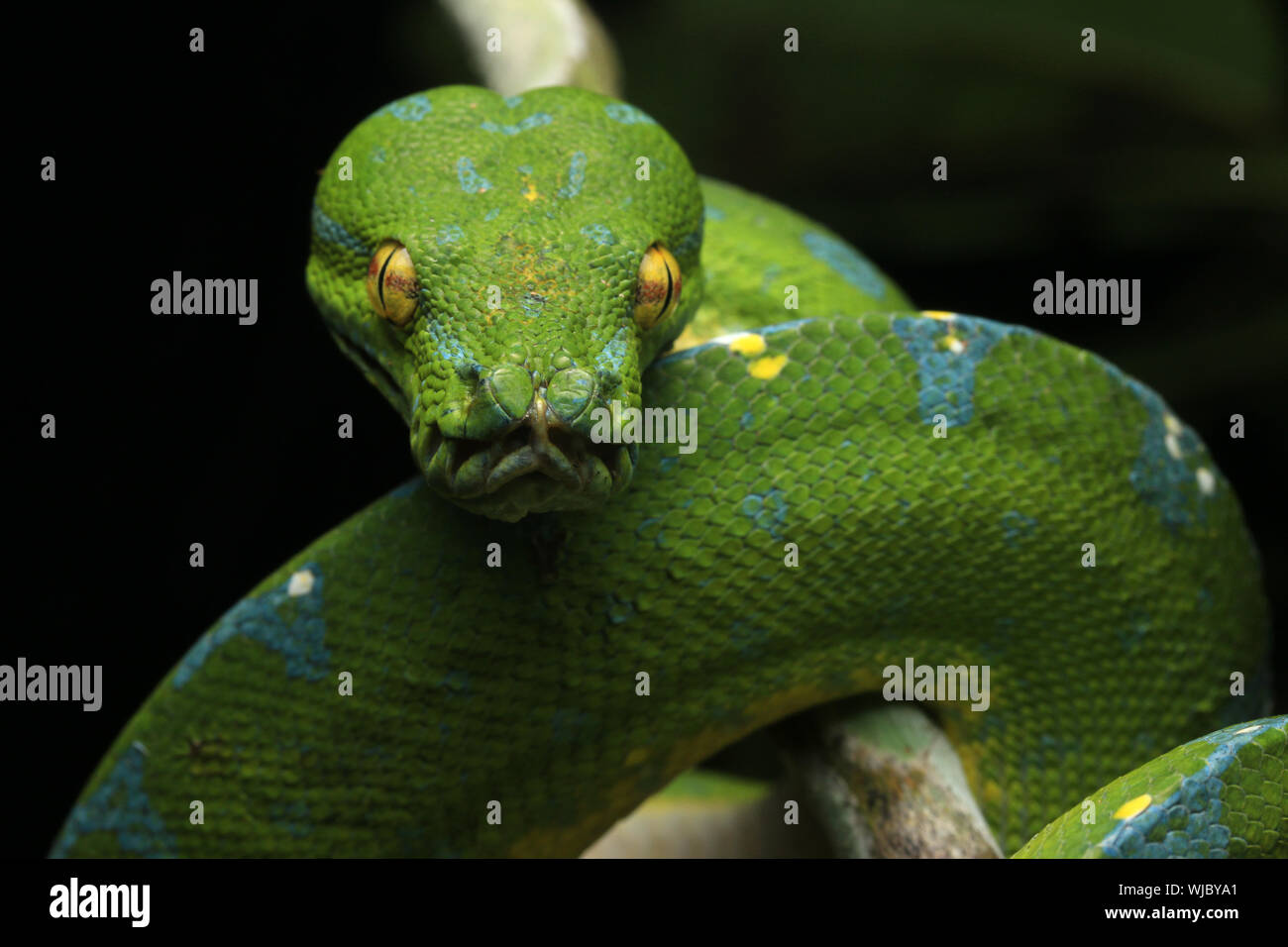 La splendida Green Tree Python Foto Stock