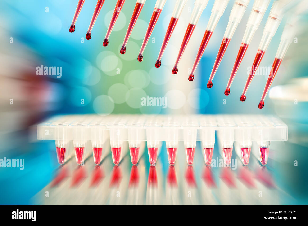 Multicanale di punte di pipetta riempito con la miscela di reazione per amplificare il DNA in pozzetti in plastica Foto Stock