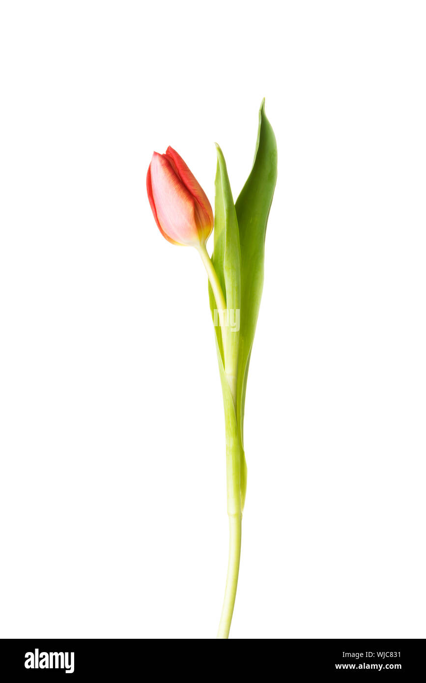 Uno separato tulip flower. Isolato su bianco. Foto Stock