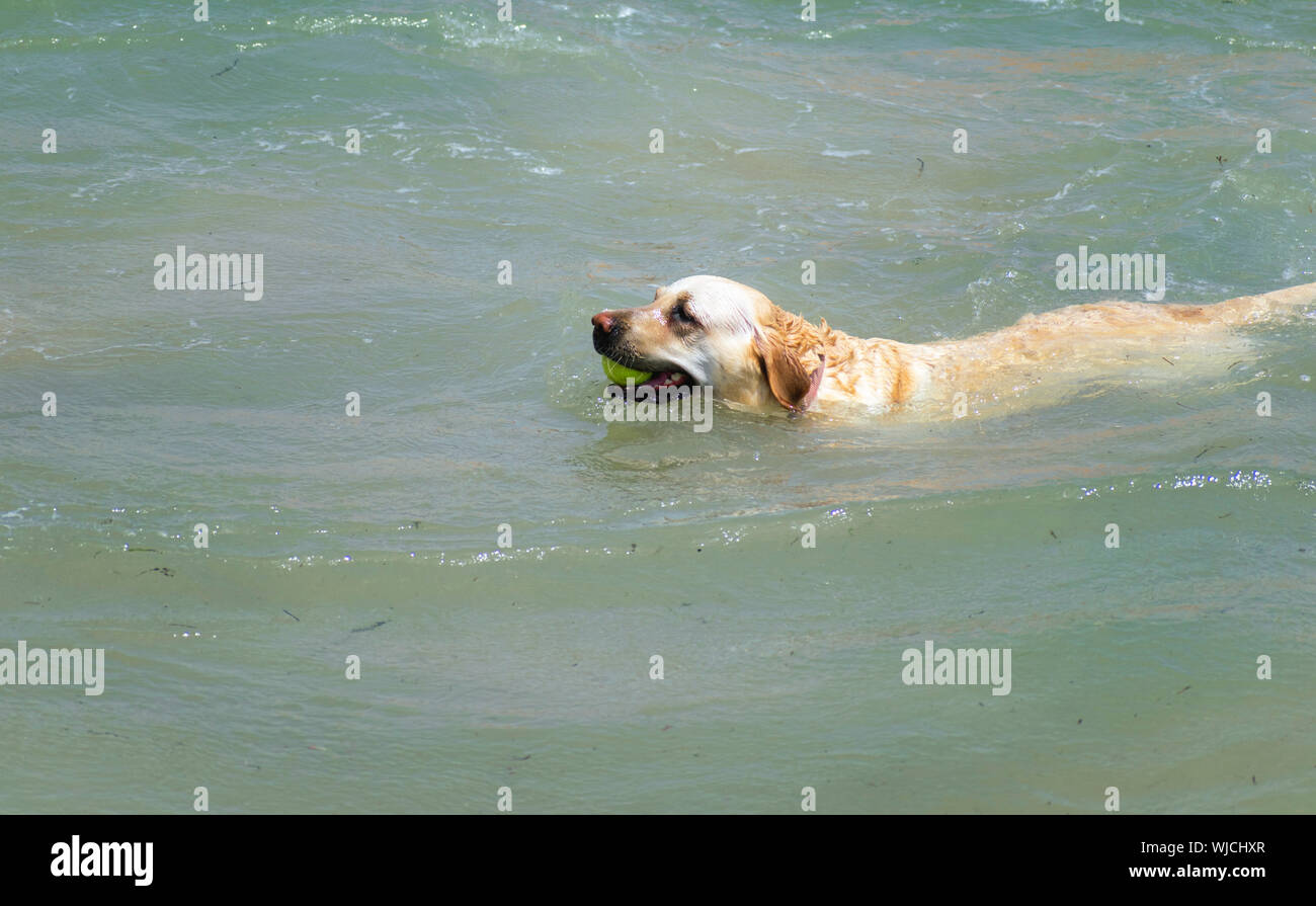 Bianco simpatico Labrador cane permanente sulla spiaggia di sabbia. Cani in estate in riva al mare a giocare felicemente in Spagna, 2019. Giocoso doggy animali domestici. Foto Stock Bianco simpatico Labrador cane permanente sulla spiaggia di sabbia. Cani in estate in riva al mare a giocare felicemente in Spagna, 2019. Giocoso doggy animali domestici. Foto Stock