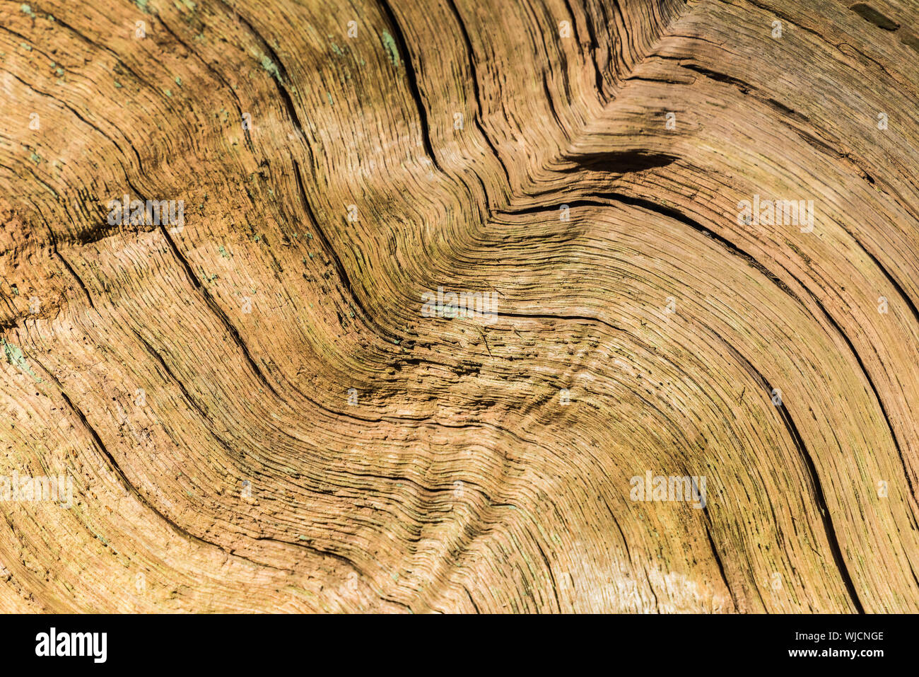 Abstract texture di legno, curva grano. Foto Stock