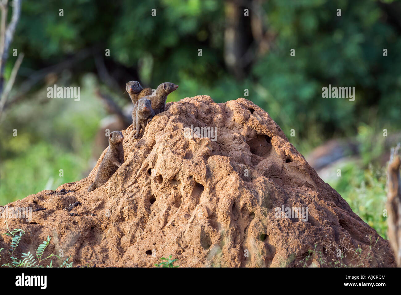 Tre Comuni la mangusta nana permanente sulla termite mound nel Parco Nazionale di Kruger, Sud Africa ; Specie Helogale parvula famiglia dei Herpestidae Foto Stock