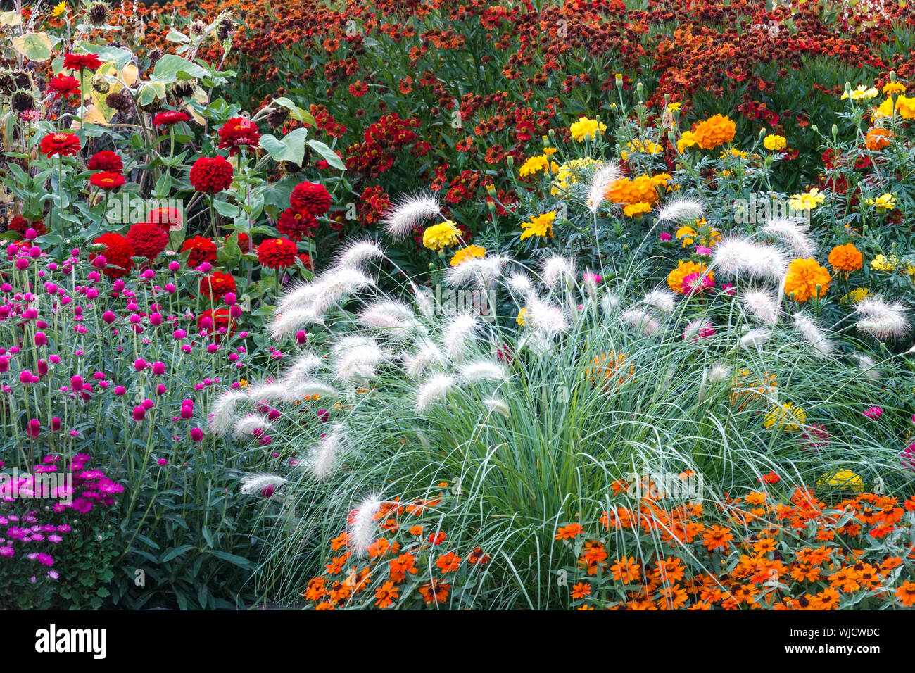 Splendidi fiori da giardino in cottage giardino aiuola Feather Fountain Grass Red Zinnias Marigolds, Zinnia 'Profusion Orange' Pennisetum villosum Mixed Foto Stock