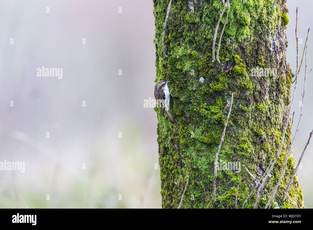 Albero superriduttore sulla struttura di muschio, lo spazio negativo. Foto Stock