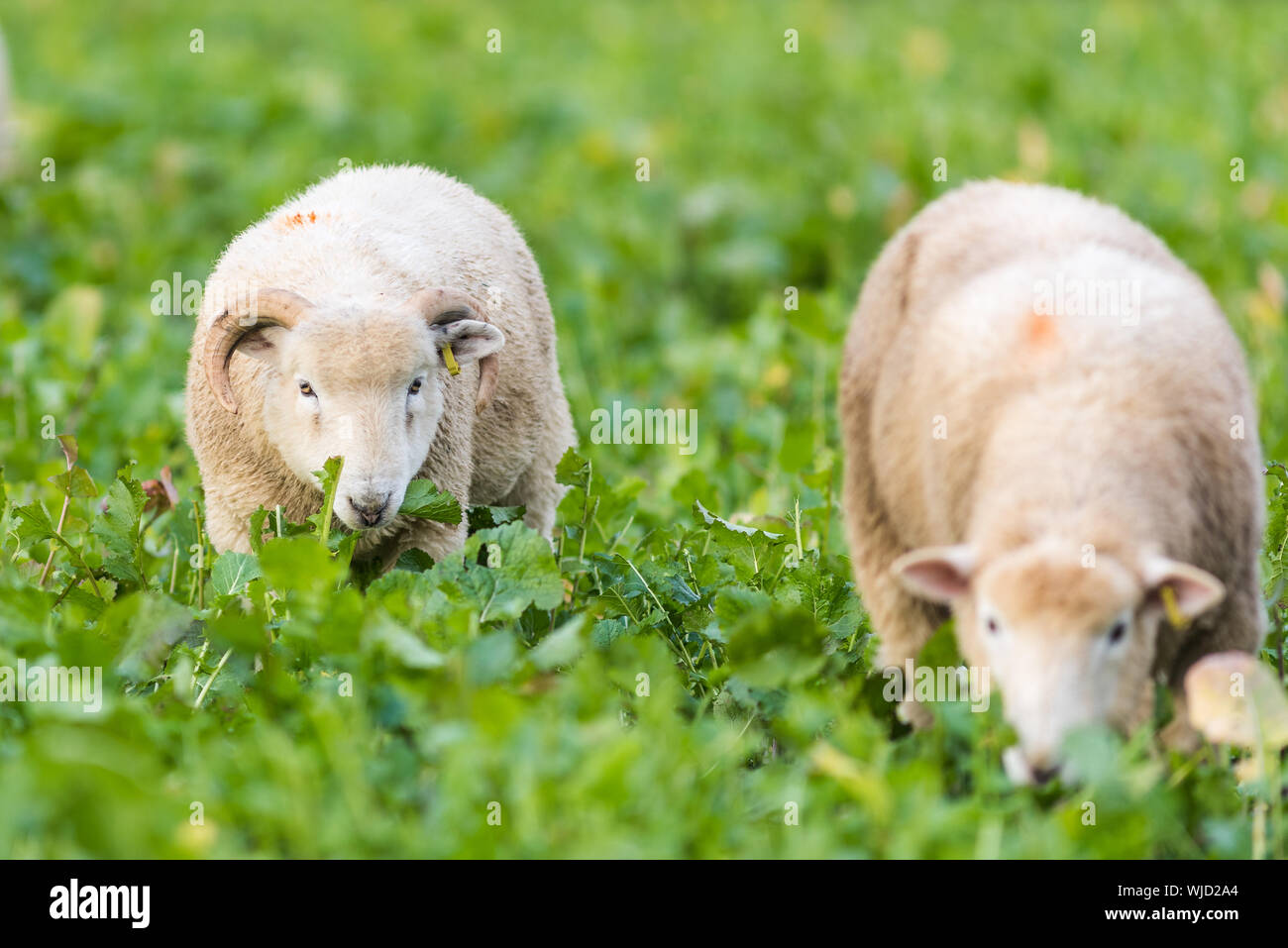 Polling e Dorset croce Texel ovini Foto Stock