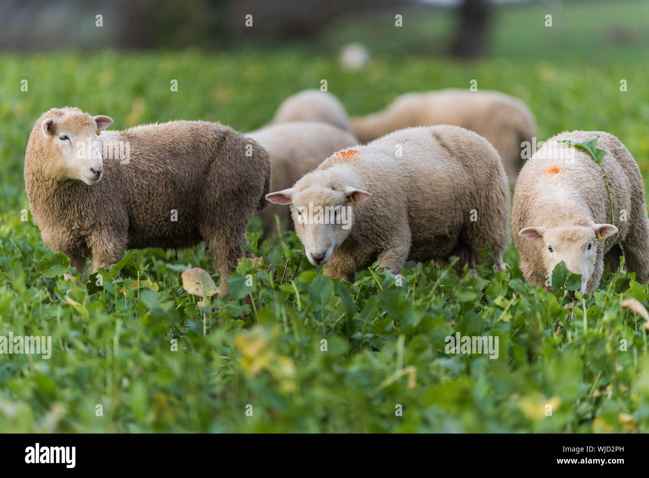 Polling e Dorset croce Texel ovini Foto Stock