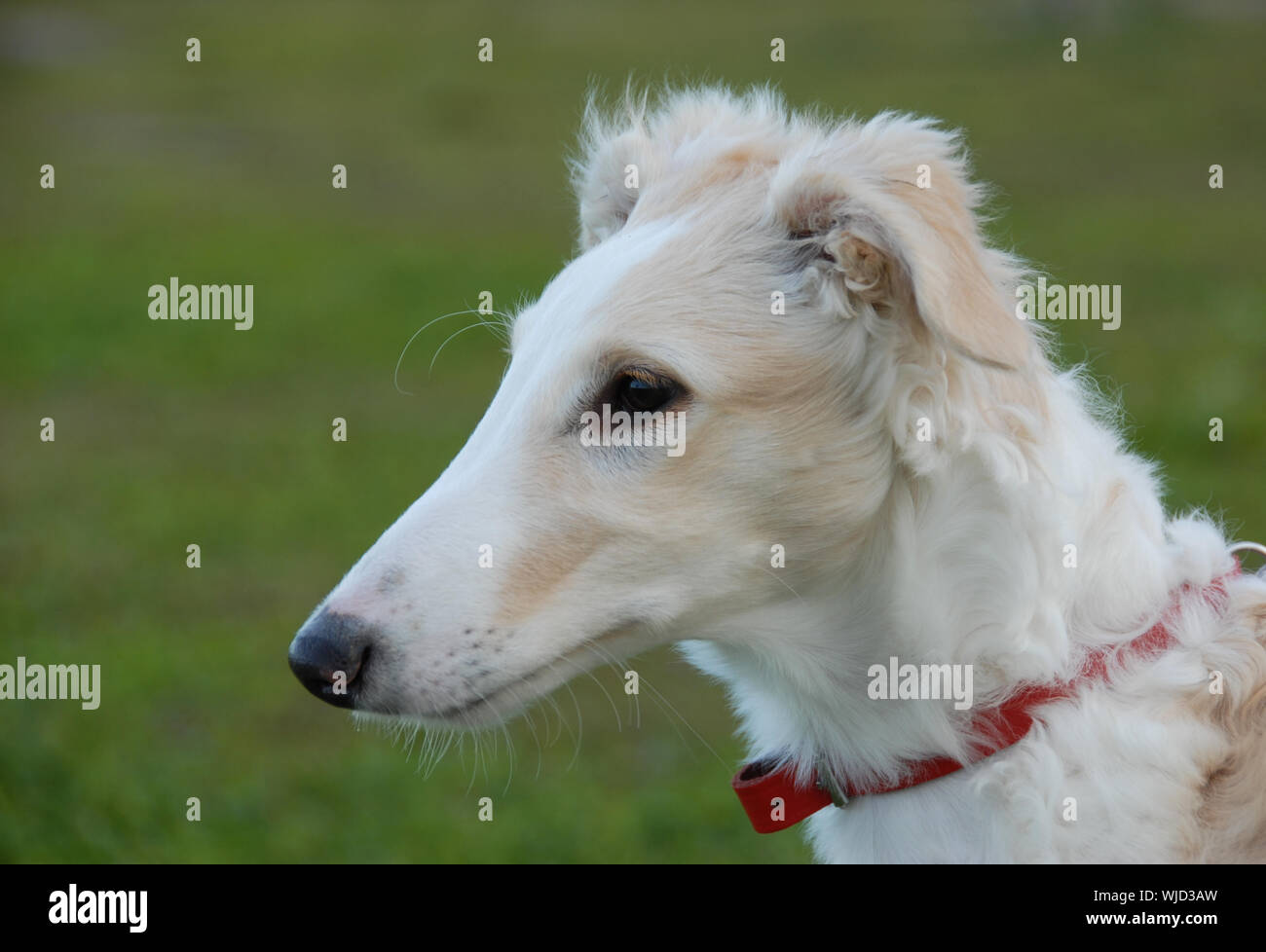Ritratto di un cucciolo di razza pura barzoï. Focus su gli occhi Foto Stock