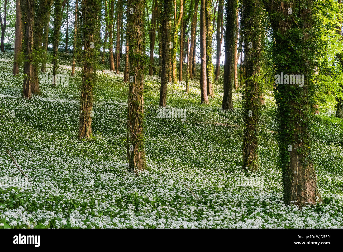 Scena di bosco con moquette molto spessa della fioritura aglio selvatico in presenza di intensa luce solare. Foto Stock