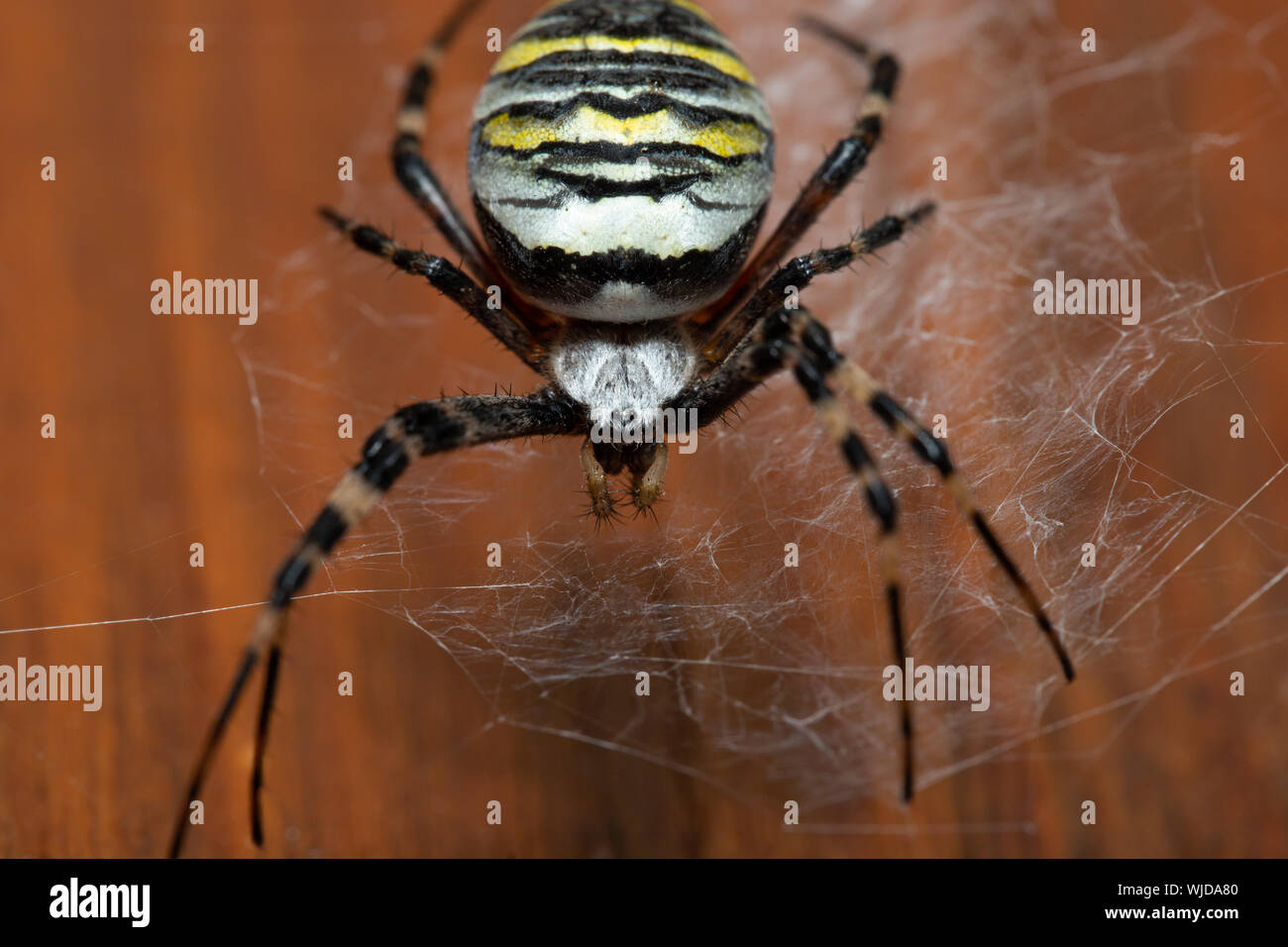 Wasp Spider (Argiope bruennichi) appesi in esso del web su una porta Foto Stock