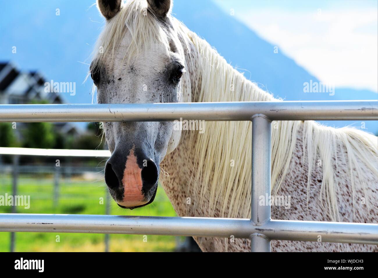 Primo piano di cavalli bianchi in un pascolo. Foto Stock