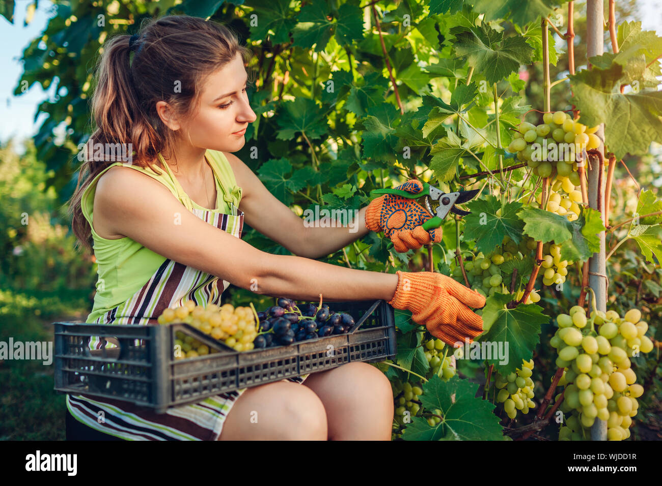 Agricoltore la raccolta del raccolto di uve in una fattoria biologica. Donna taglio di uve da tavola con potatore e lo mette nella casella n. Il giardinaggio, concetto di agricoltura Foto Stock