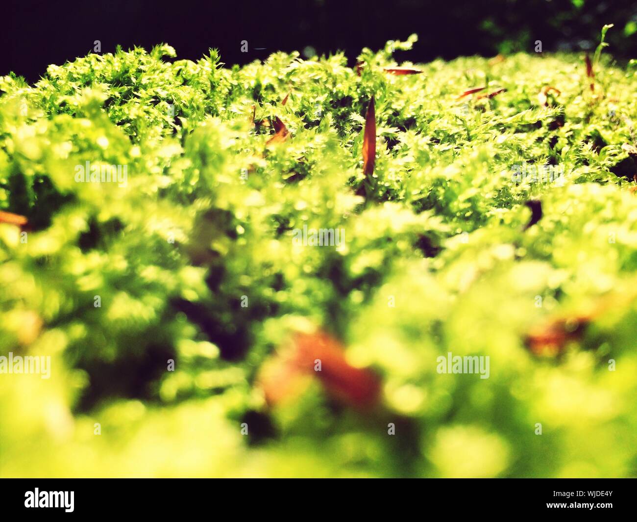 Piante verdi in crescita nel tepore del sole Foto Stock