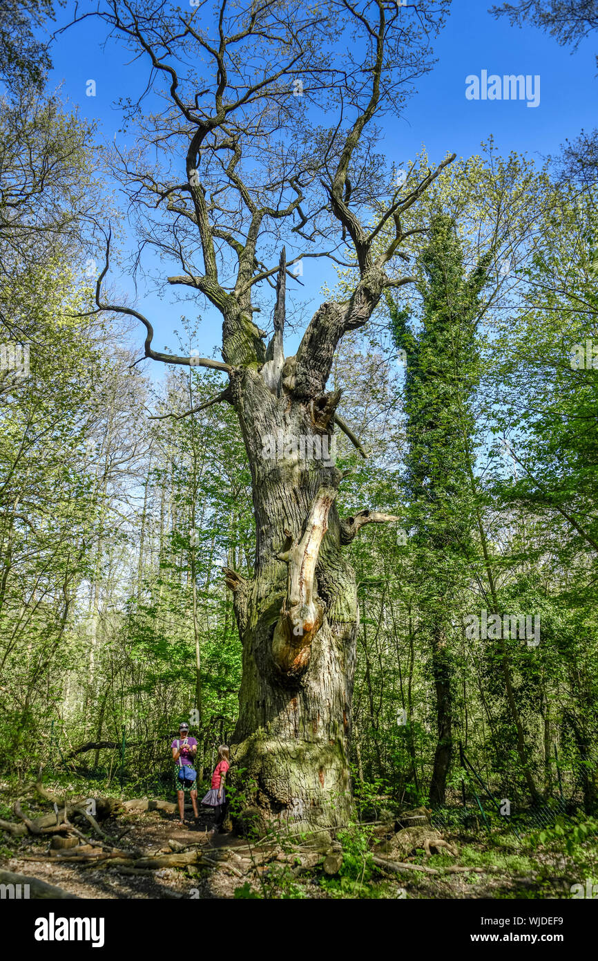 Più antico, vecchio, più antico, albero, Berlino, Berlino-Tegel, monumento, Germania, spessa Marie, rovere, foresta, monumento naturale, Quercus robur, stile quercia, Tegel, Tegel Foto Stock