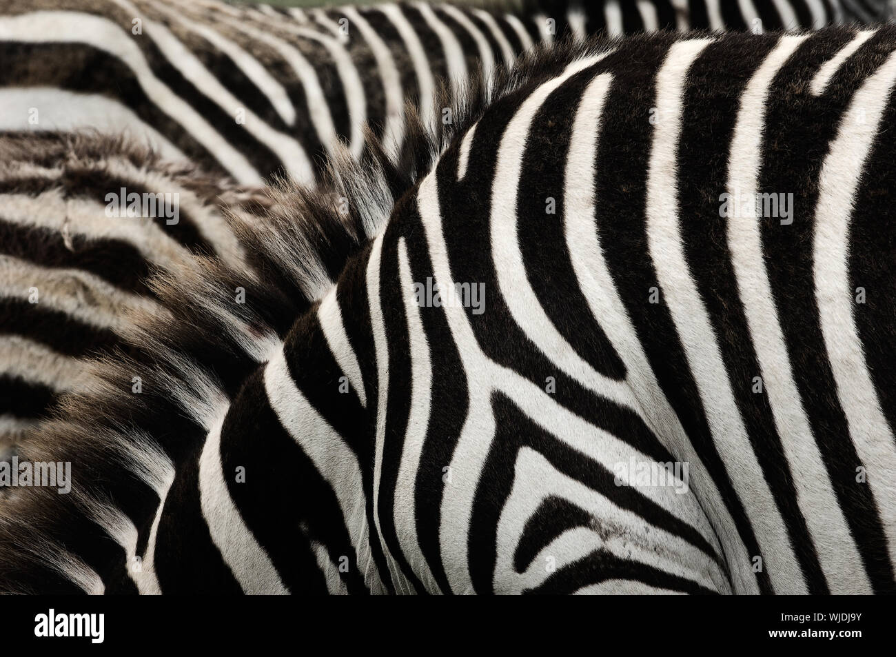 Zebre sono africani equidi meglio conosciuti per la loro peculiare le strisce bianche e nere. Loro le strisce sono disponibili in diverse configurazioni univoche per ogni singolo Foto Stock