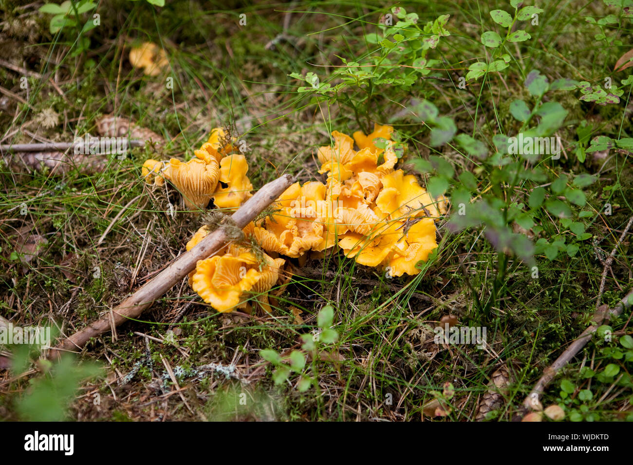 Funghi galletti o gallinacci in Forrest Foto Stock