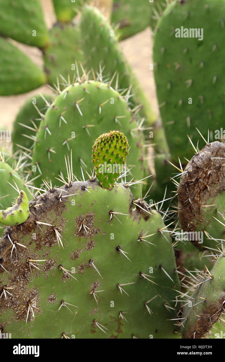 Foglie piccole di Nopal cactus che cresce in Messico. (Opuntia Cactus Foto  stock - Alamy