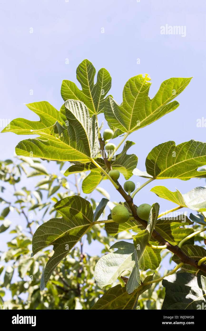 Green fig frutti sui rami con foglie di colore verde Foto Stock