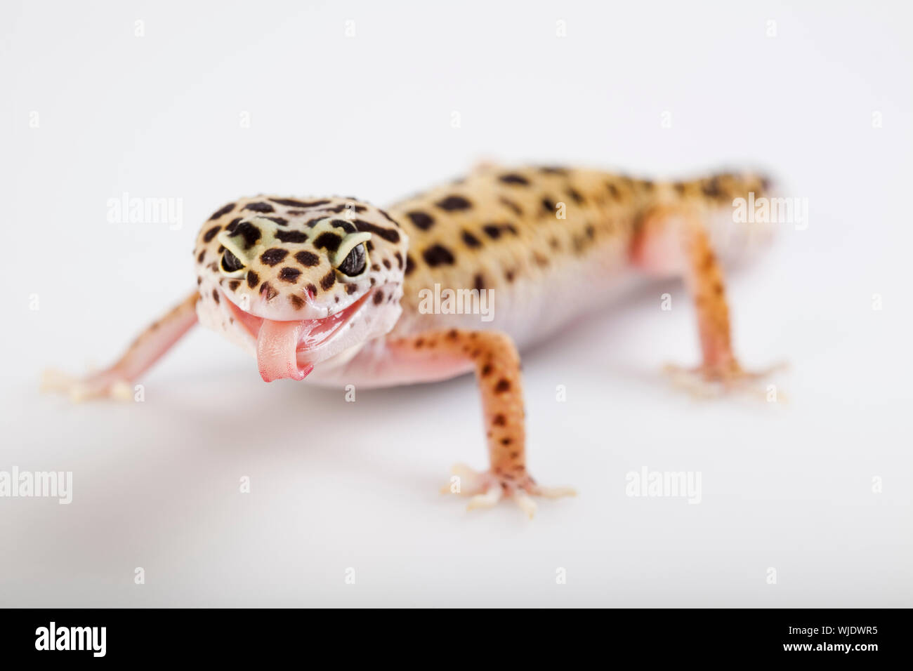 Piccolo rettile gecko lizard Foto Stock