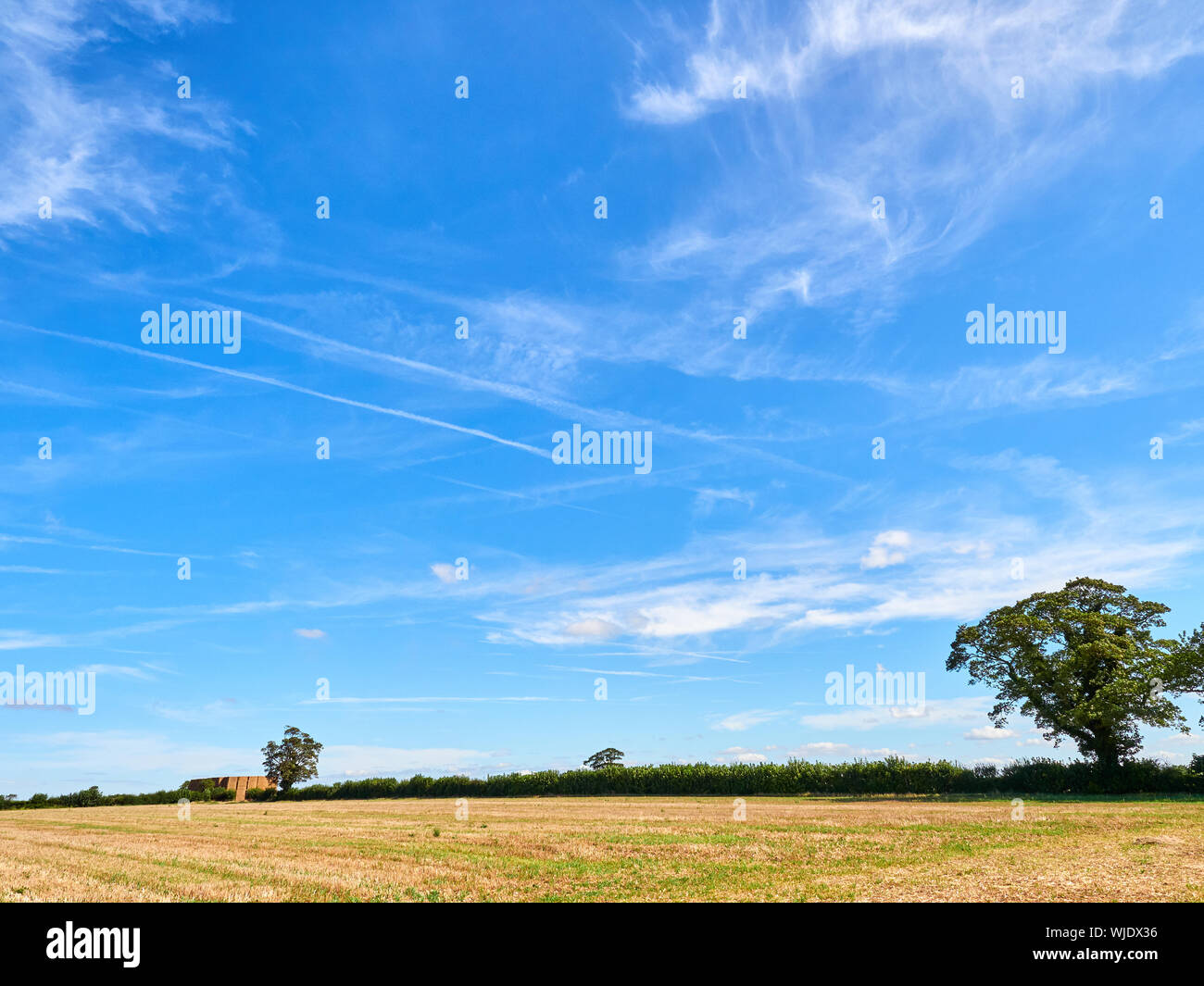 Contrails e wispy bianche nuvole contro una vibrante estati blu cielo con un seminativi campo di stoppie e alberi di sicomoro in primo piano Foto Stock