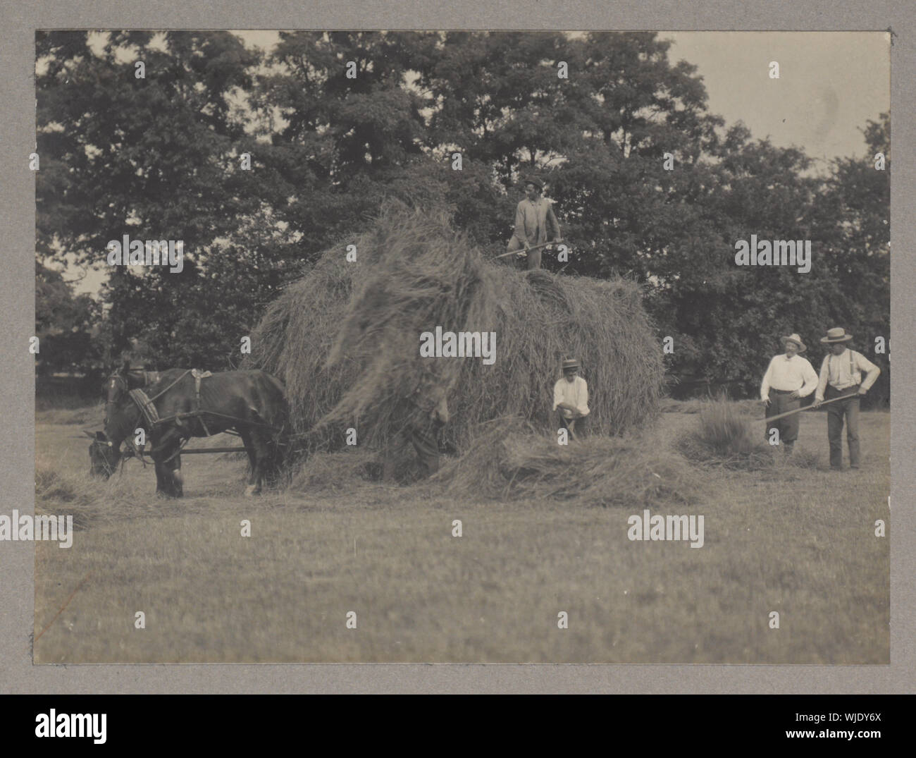 Fienagione Foto Stock