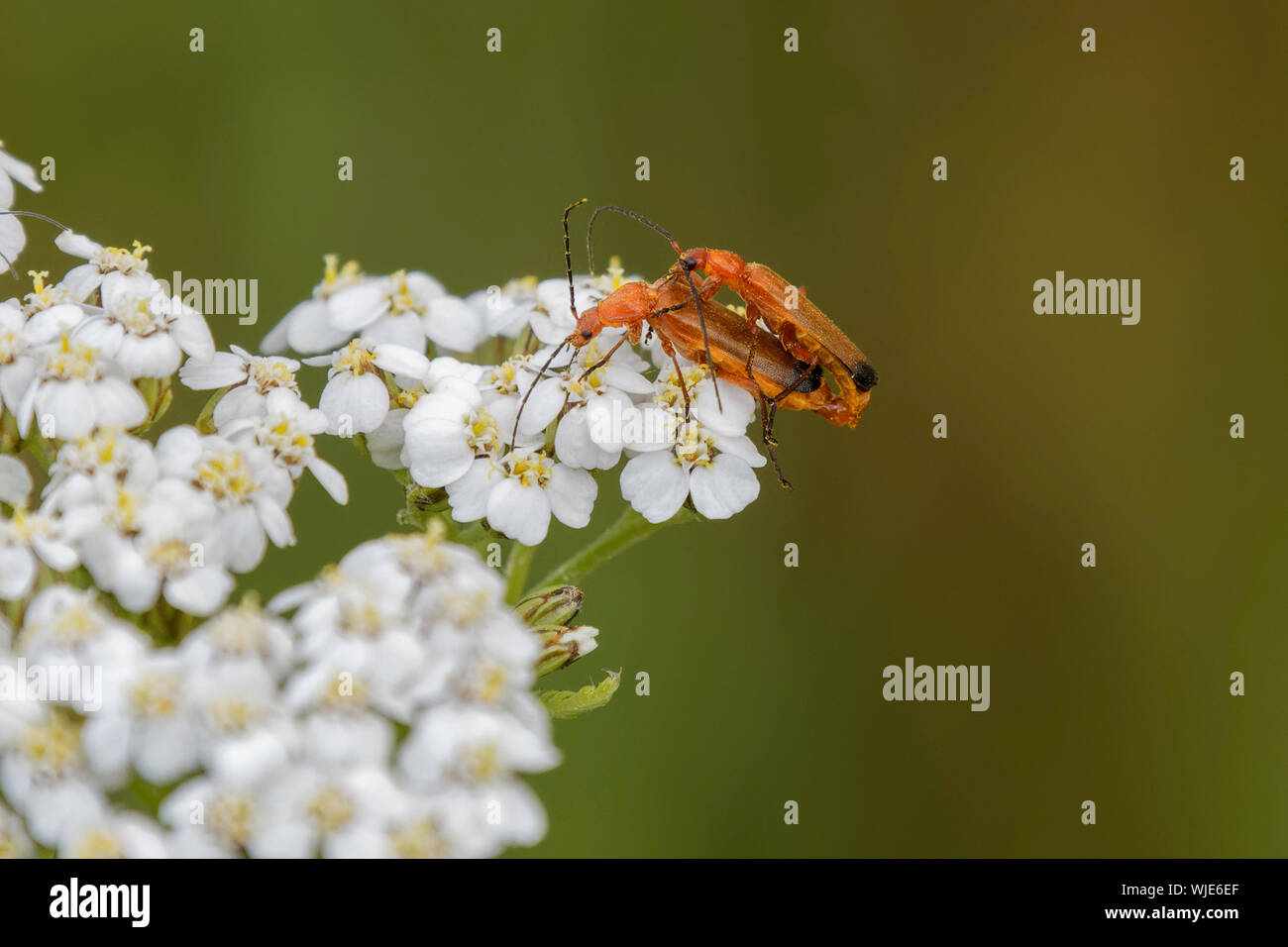 Comune soldato rosso maggiolini su millefiori Foto Stock