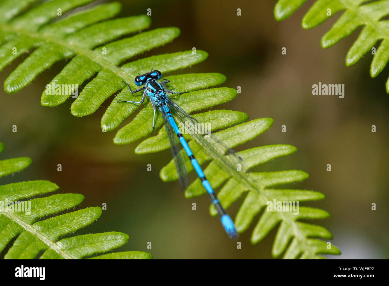 Blue damselfly appoggiato su di una foglia di felce Foto Stock