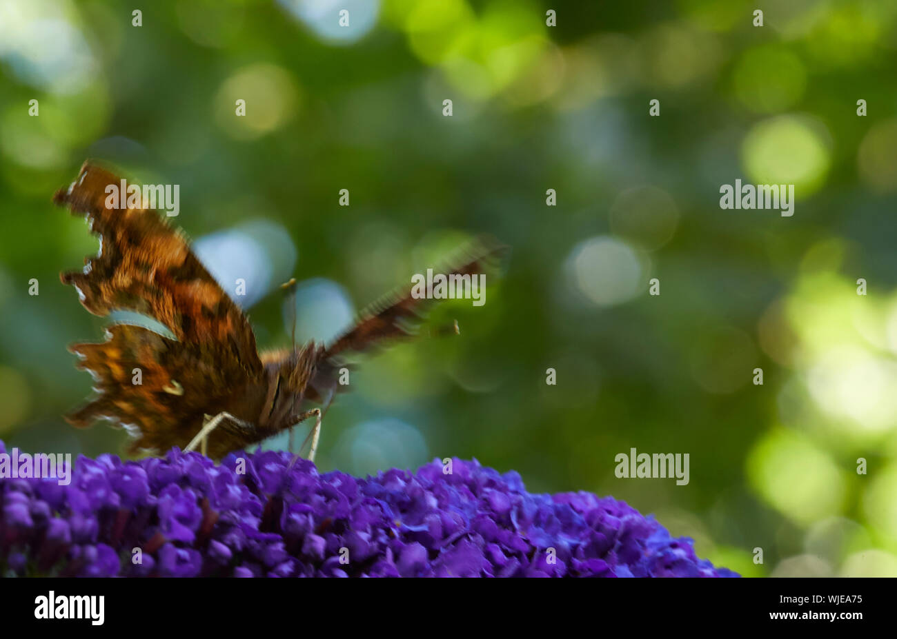 In un ambiente caldo e soleggiato ma estremamente ventoso agosto mattina una virgola butterfly si aggrappa saldamente al feed di un Buddleia in piena fioritura. Nidderdale a 900m. Foto Stock