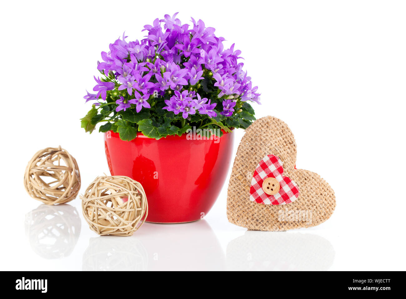 Blue campanula fiori per il giorno di San Valentino con cuore in legno, su sfondo bianco Foto Stock