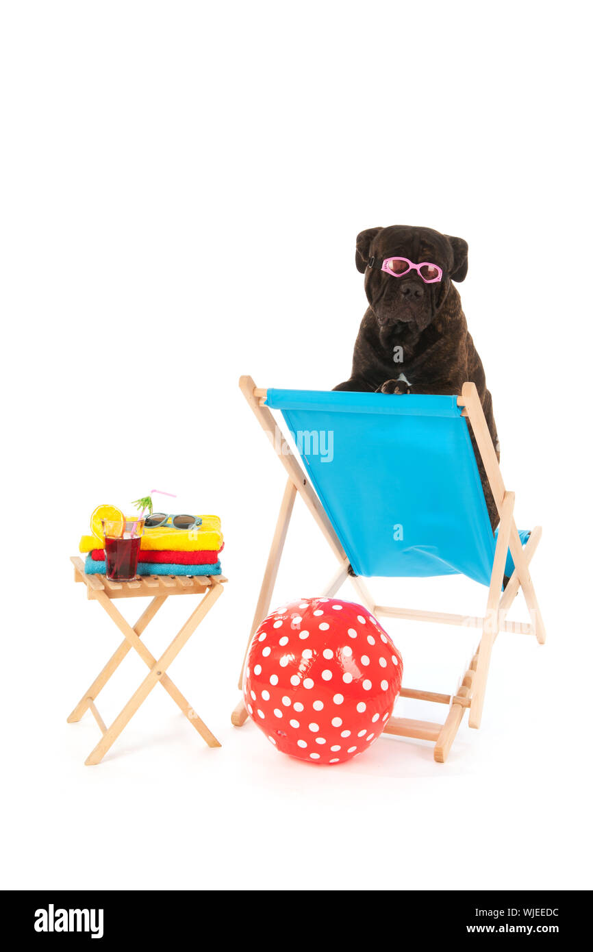 Cane con occhiali da sole su una sedia in spiaggia isolata su sfondo bianco Foto Stock
