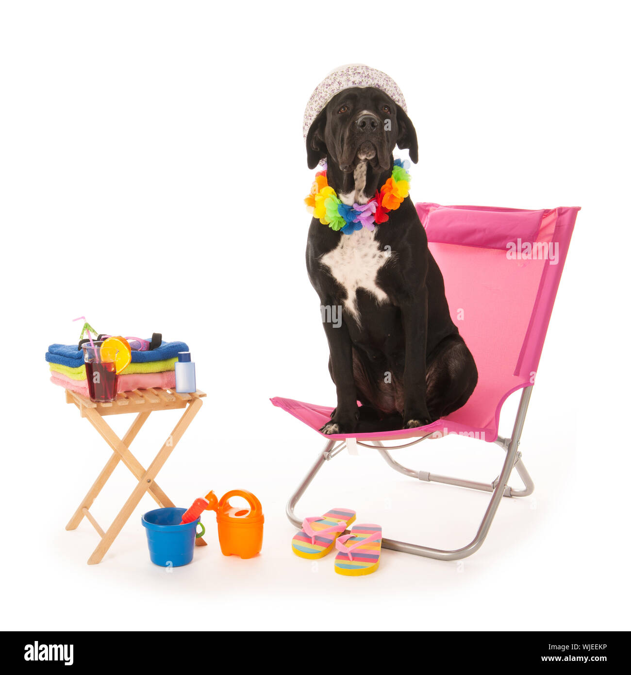 Cane con occhiali da sole su una sedia in spiaggia isolata su sfondo bianco Foto Stock