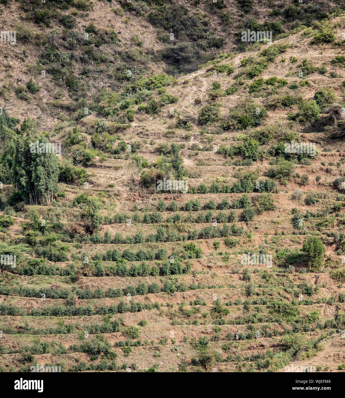 Il caffè che cresce su un pendio terrazzato in Etiopia Foto Stock