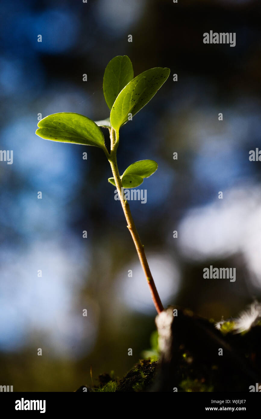 Maianthemum bifolium (falso il giglio della valle o può lily) è spesso un comune localizzate rhizomatous fioritura delle piante della famiglia delle liliacee, nativo fr Foto Stock