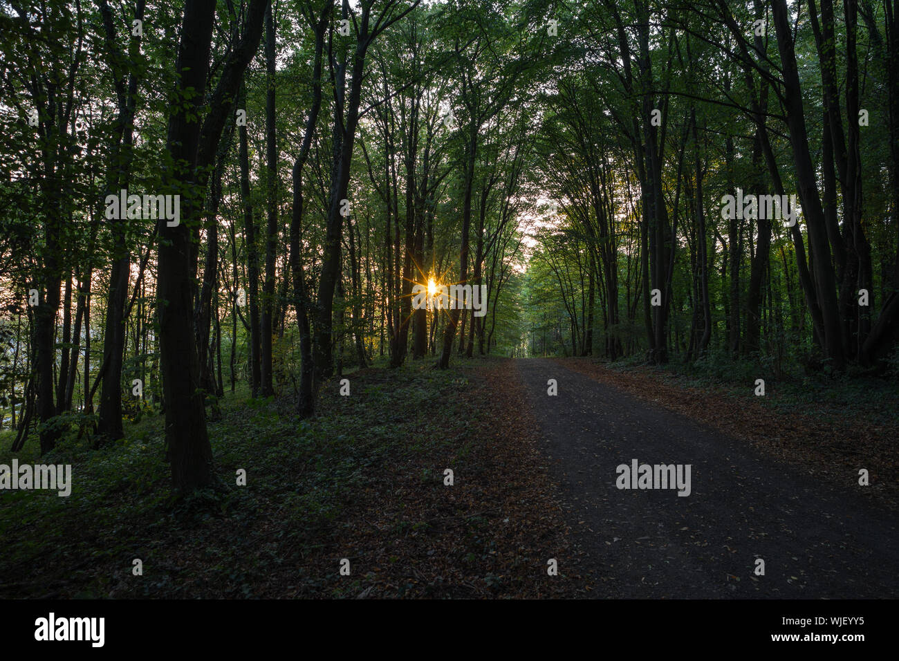 La foresta sul Ennert. Regolazione del sole attraverso gli alberi. Foto Stock
