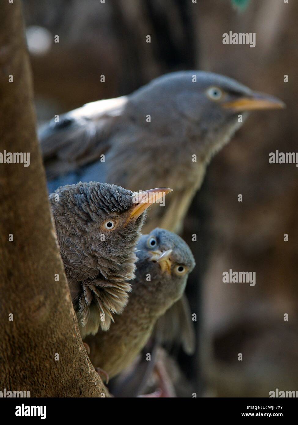 Turdoides striata. Jungle Babbler. India. Foto Stock