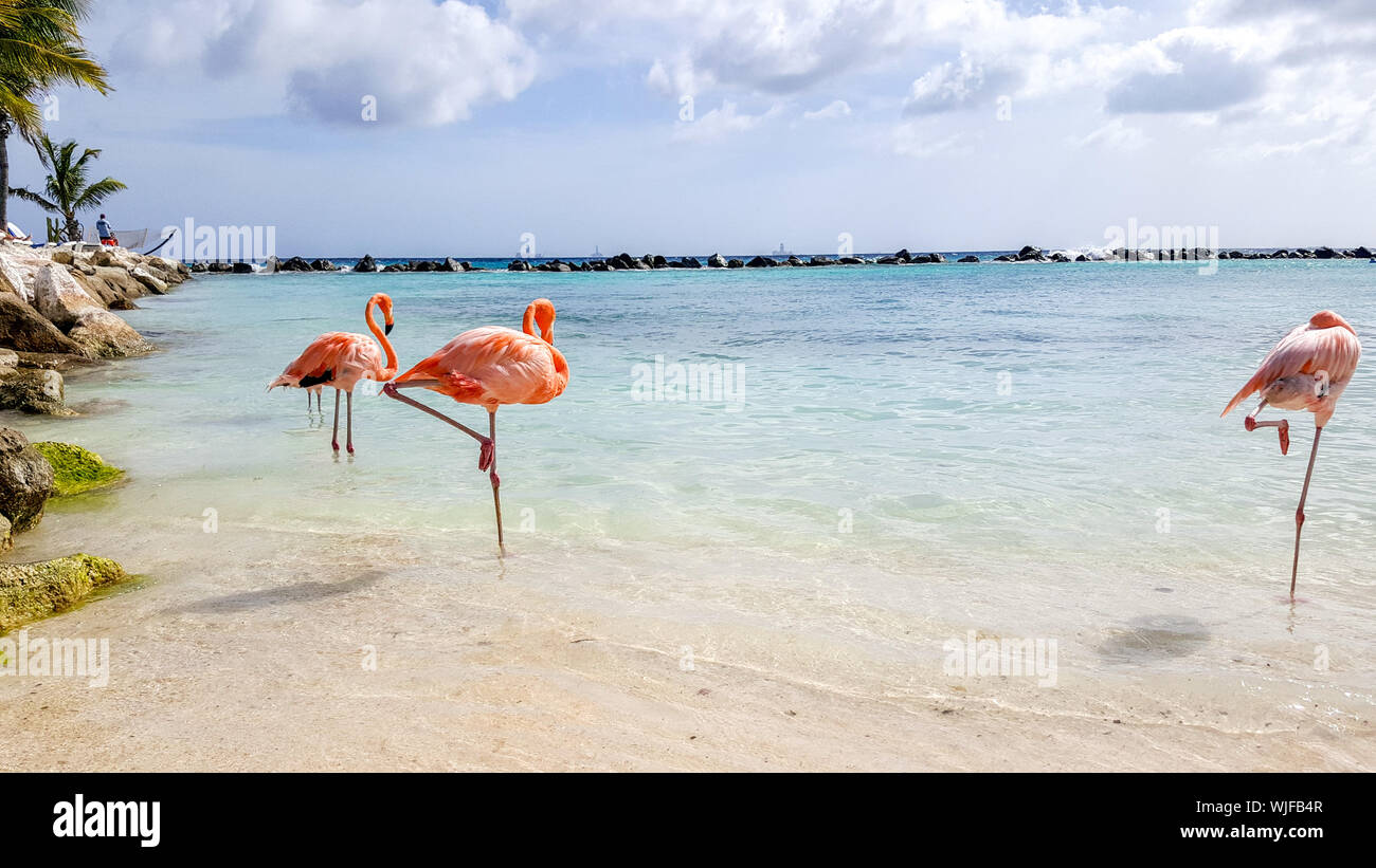 Tre fenicotteri rosa in piedi in acqua su una spiaggia tropicale di Aruba Foto Stock