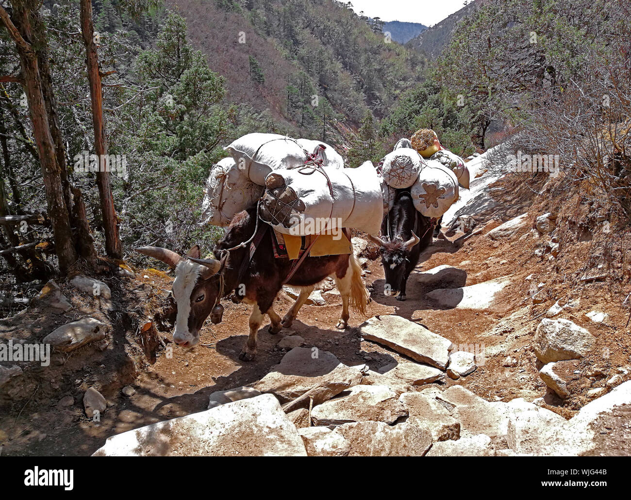 Carovana di muli carichi sul percorso in Nepal, montagne himalayane Foto Stock