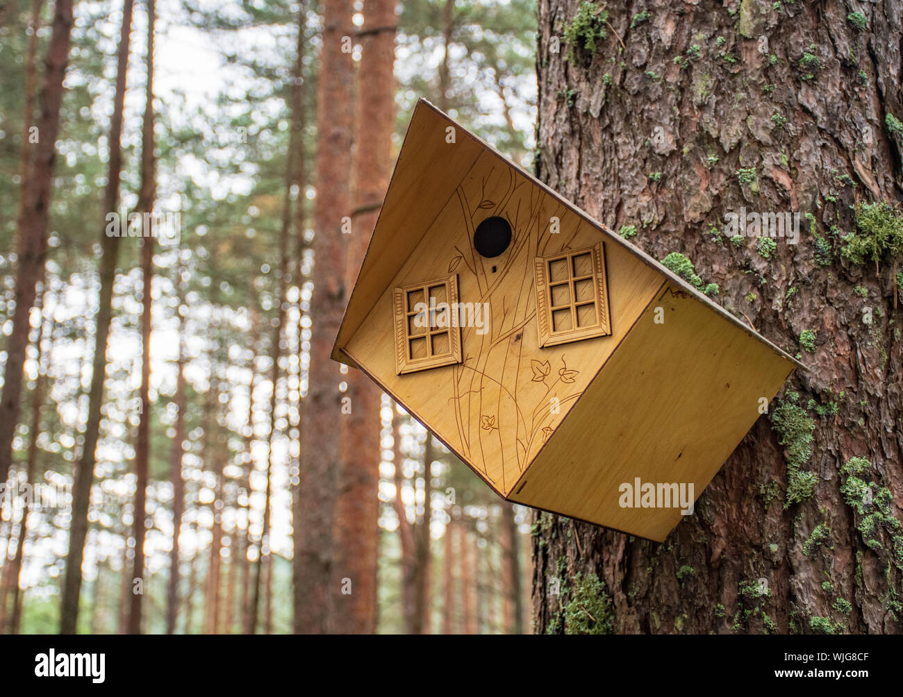 Bellissimo legno bird house appeso a un albero in una foresta Foto Stock