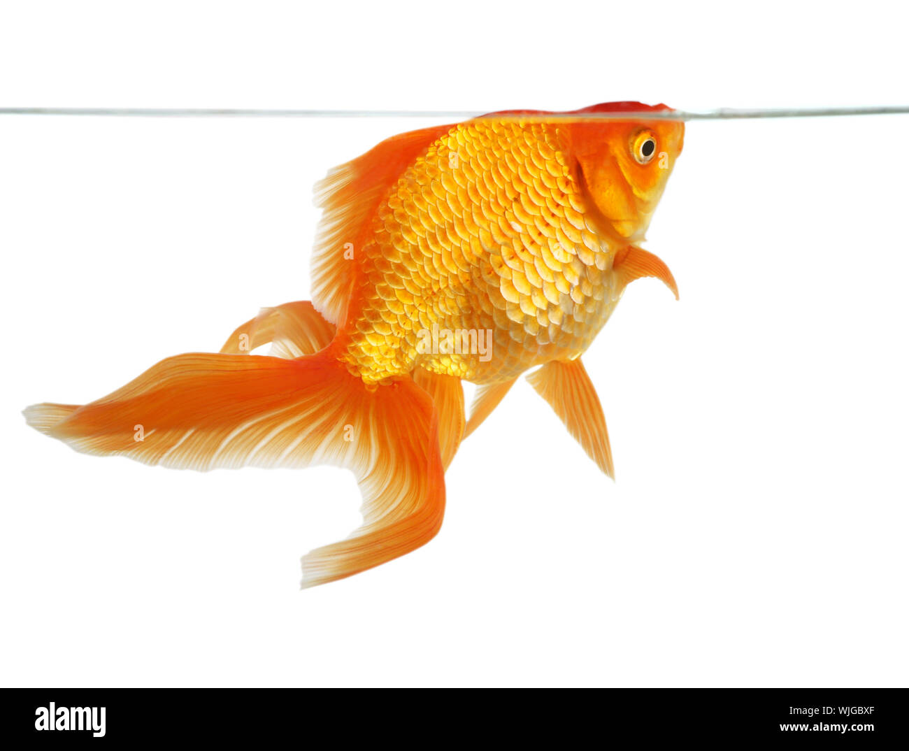 Bella fiocco goldfish isolato in studio shot Foto Stock