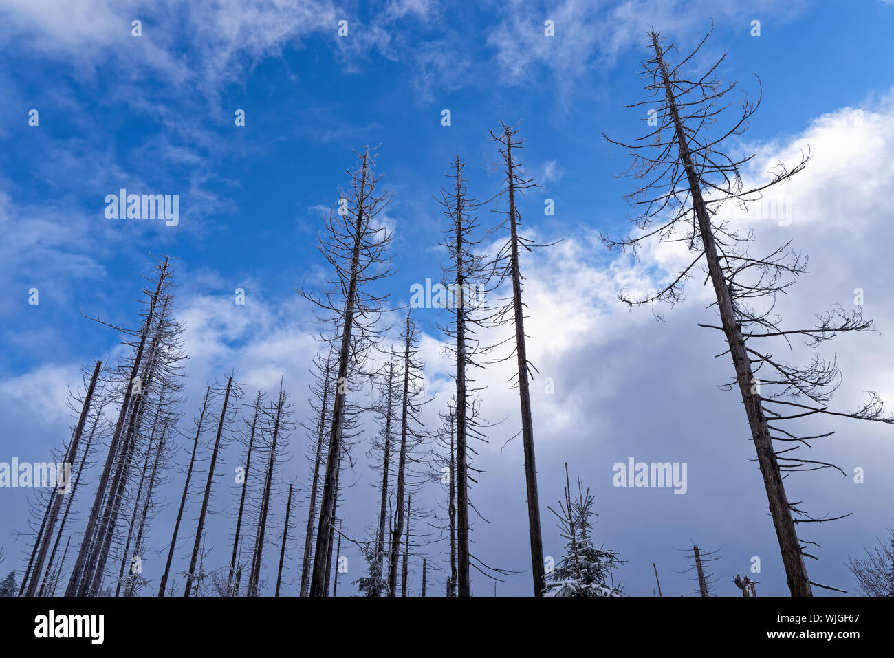 Nudo di alberi di pino contro il cielo blu. Montagne Harz National Park, Germania Foto Stock