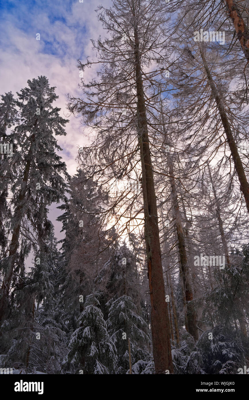 Vista del cielo attraverso le cime degli alberi. Montagne Harz National Park, Germania Foto Stock