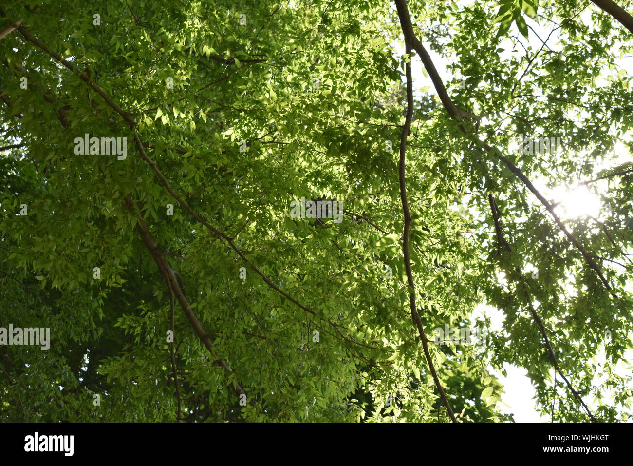 Pittsburgh Foto Stock