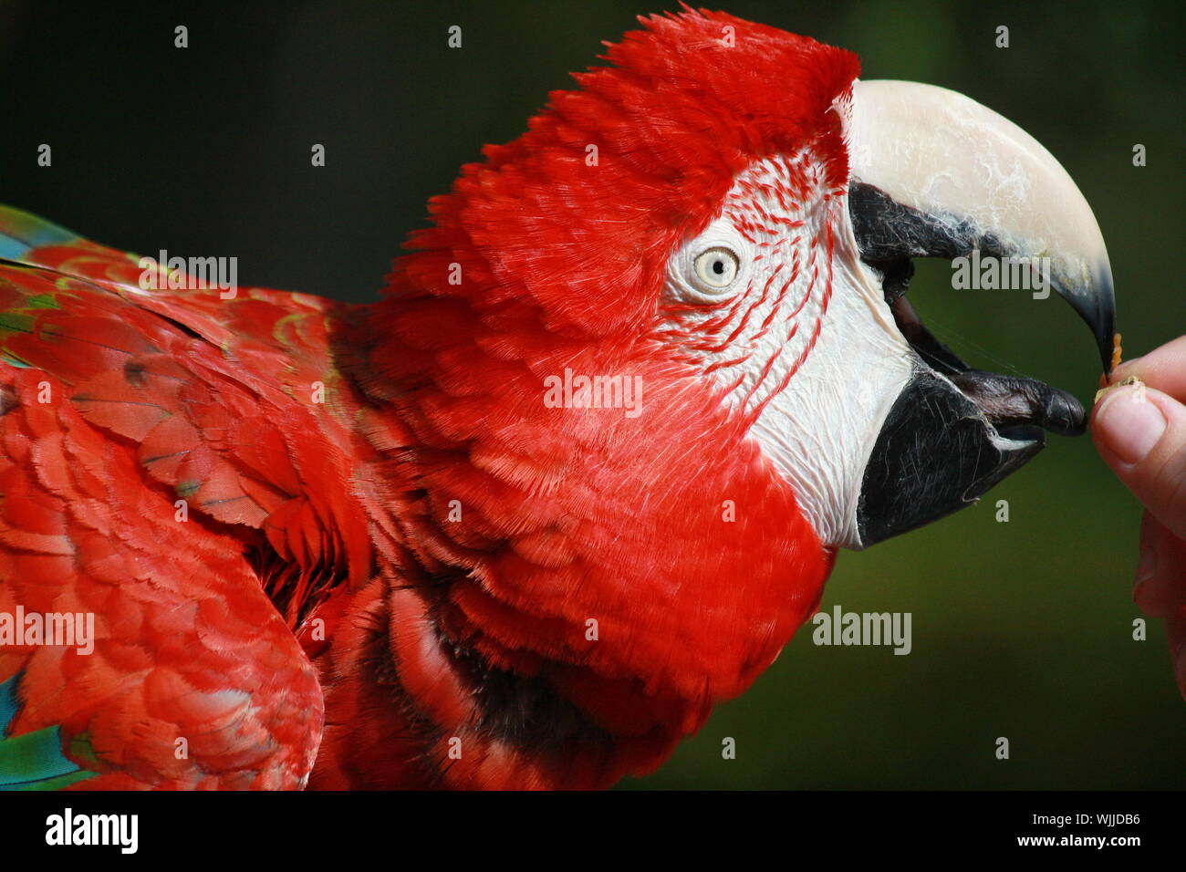 Un Scarlet Macaw prendendo una veloce pausa merenda dopo un volo dal suo pesce persico. Foto Stock