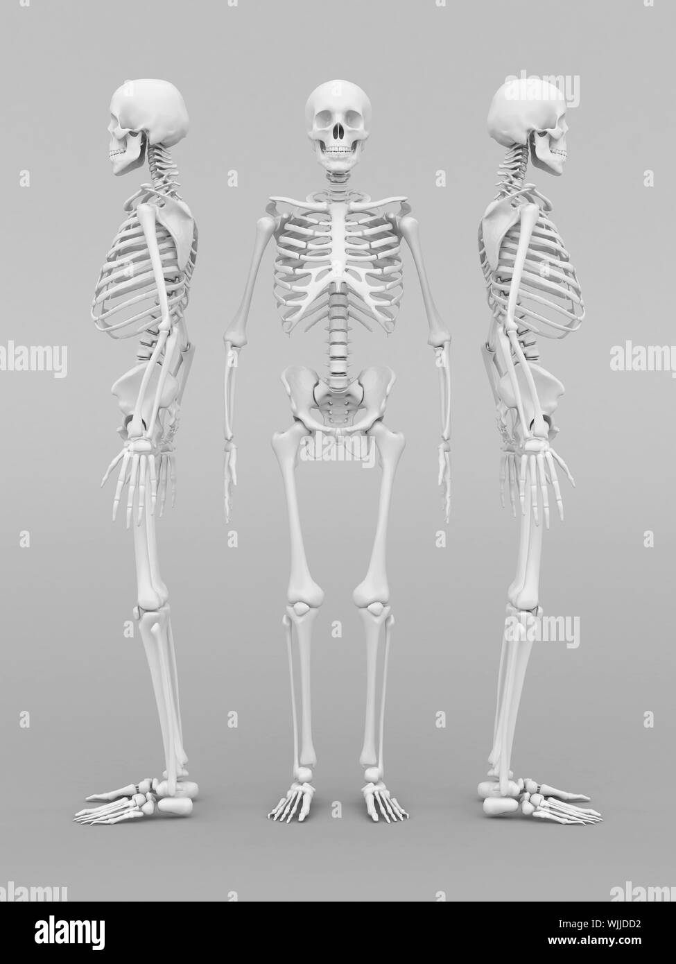Modello di scheletro su sfondo grigio Foto Stock