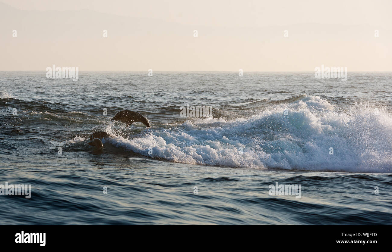 Le guarnizioni di tenuta di nuotare e saltare al di fuori dell'acqua. Capo pelliccia sigillo (Arctocephalus pusilus). Kalk Bay e False Bay, Sud Africa Foto Stock