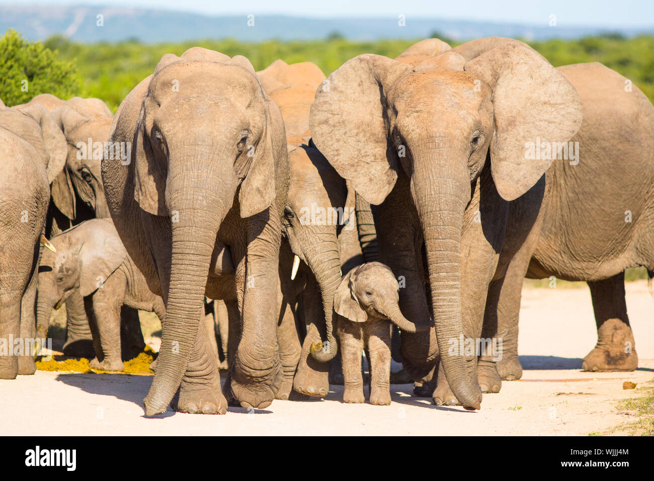 Un grande branco di elefanti africani si avvicina Hapoor Dam, Parco Nazionale di Addo, Sud Africa Foto Stock