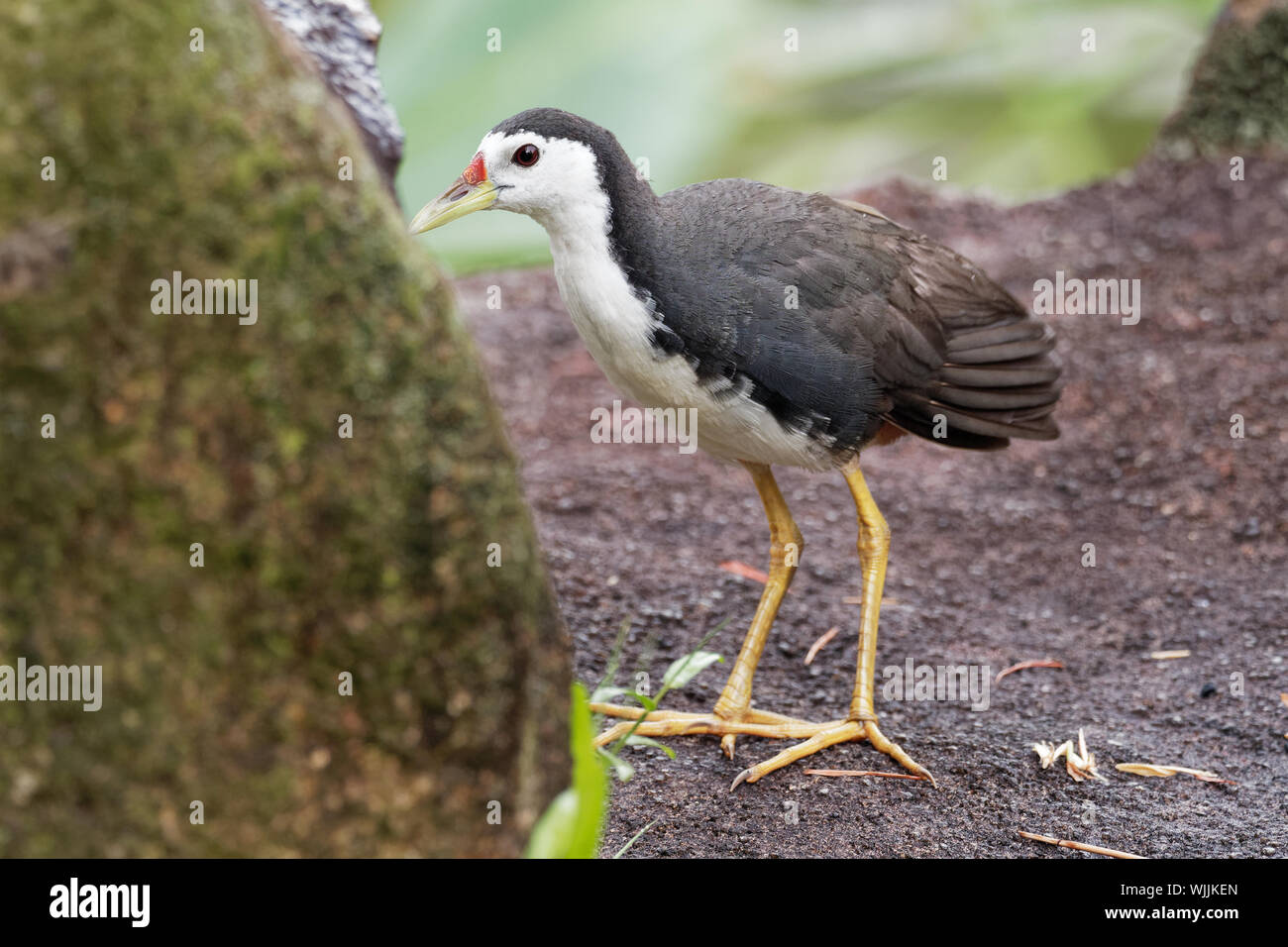 Bianco-breasted Waterhen - Amaurornis phoenicurus waterbird della rampa e crake famiglia Rallidae, ampiamente distribuiti tra sud e sud-est asiatico, Foto Stock