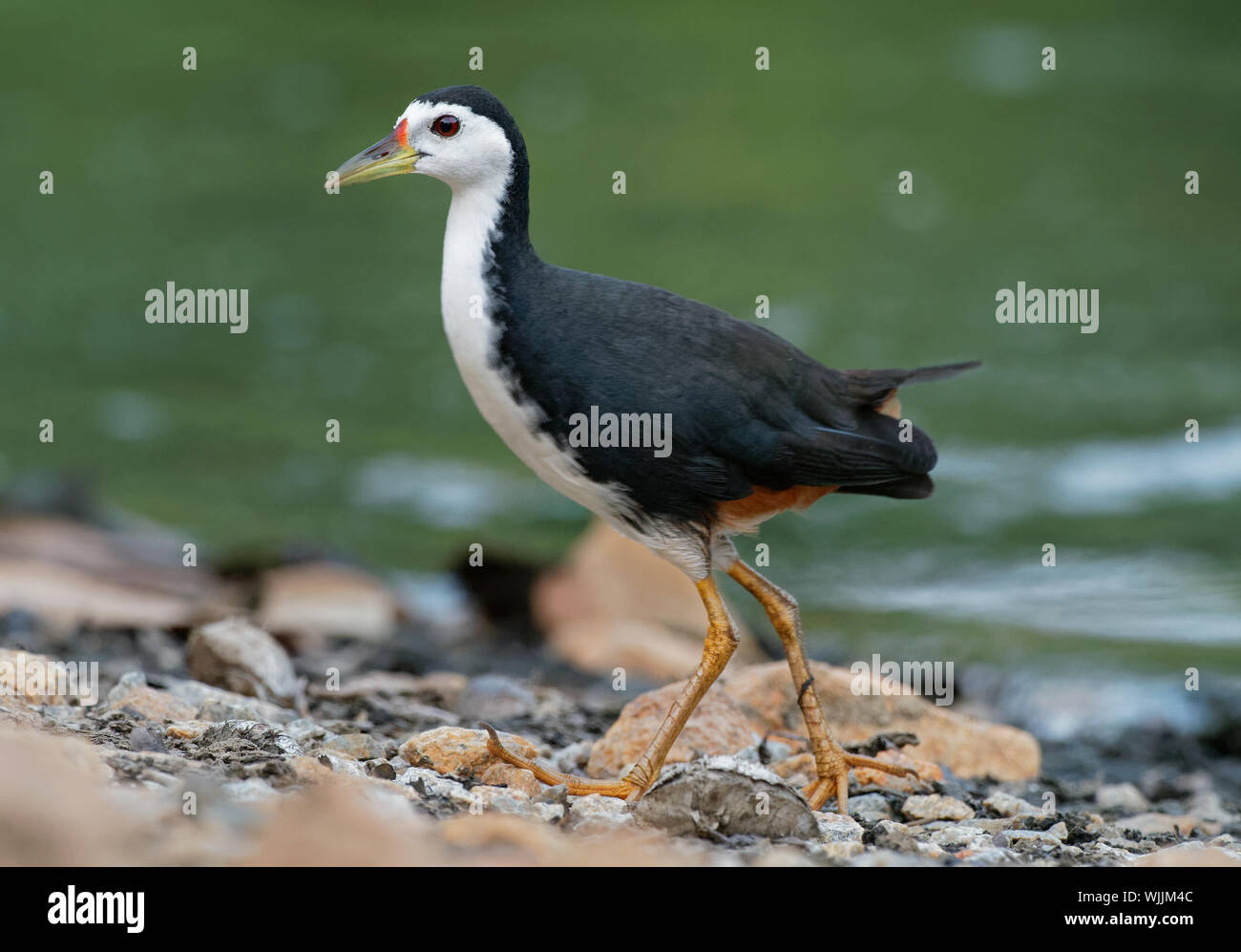 Bianco-breasted Waterhen - Amaurornis phoenicurus waterbird della rampa e crake famiglia Rallidae, ampiamente distribuiti tra sud e sud-est asiatico, Foto Stock