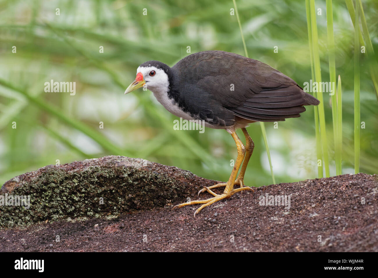 Bianco-breasted Waterhen - Amaurornis phoenicurus waterbird della rampa e crake famiglia Rallidae, ampiamente distribuiti tra sud e sud-est asiatico, Foto Stock