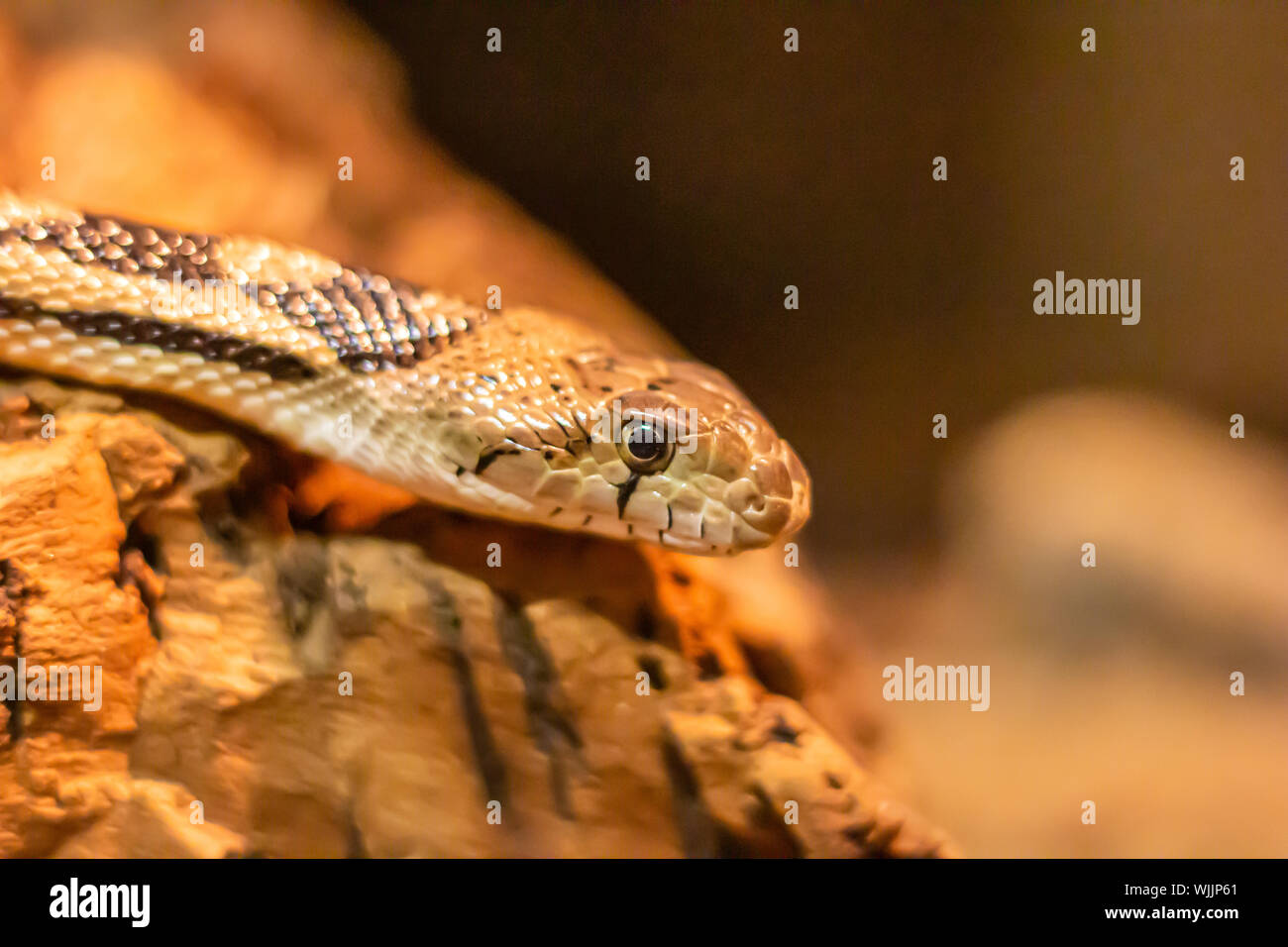 Una vista ravvicinata di una bullsnake la testa mostra il dettaglio della sua bilancia e il suo occhio. Foto Stock