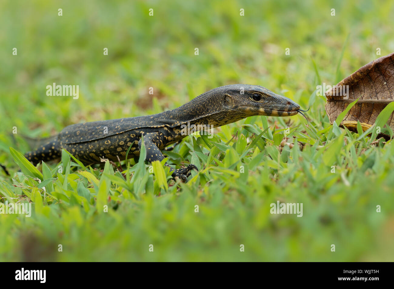 Asian monitor acqua - Varanus salvator comuni anche monitor acqua, grandi varanid lizard originario del Sud e del sud-est asiatico (kabaragoya, due fasce di moni Foto Stock